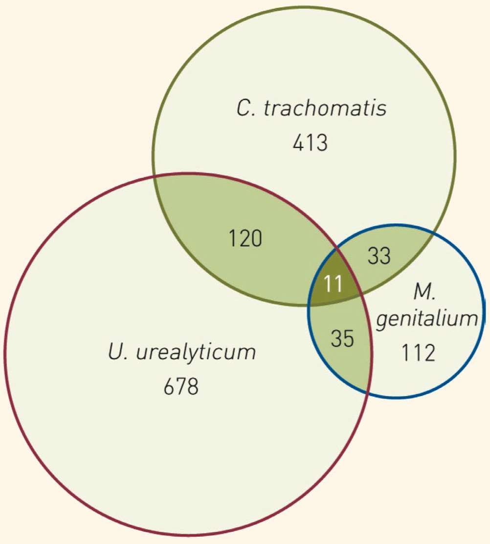 Venn-diagram C trachomatis U urealyticum M genitalium