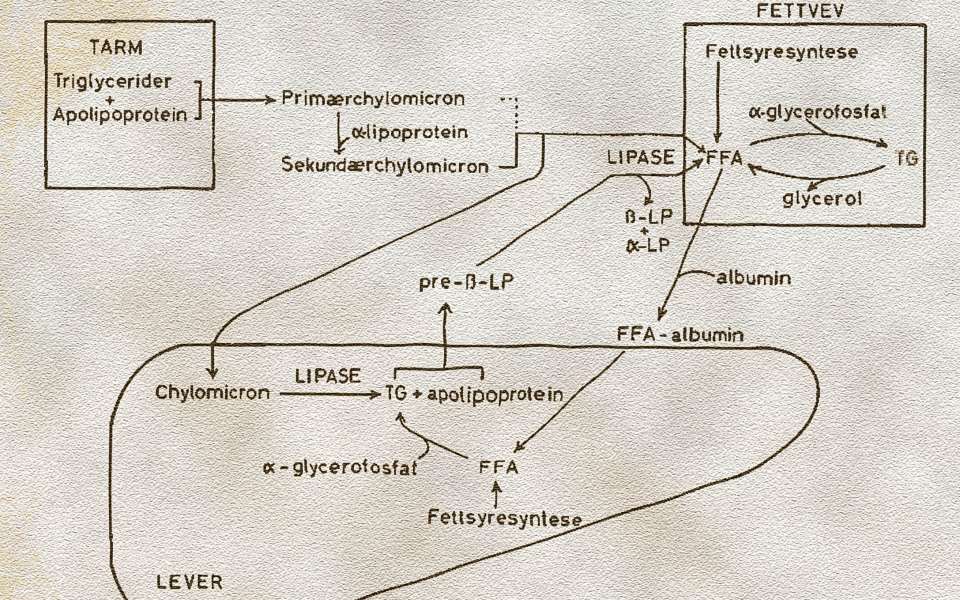 Lipoproteinenes transportfunksjon